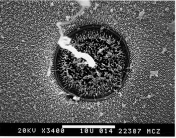 Media type: image; Herpetology R-29708